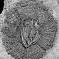 Robert Ederlé Pelanechinus corallina