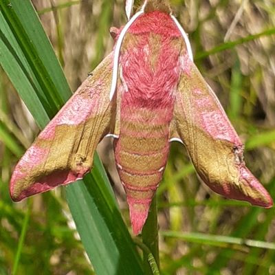 La vie en rose pour un petit papillon de nuit