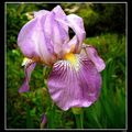 iris du printemps