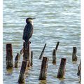 Phalacrocorax carbo