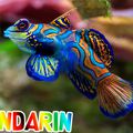 Le poisson-mandarin
