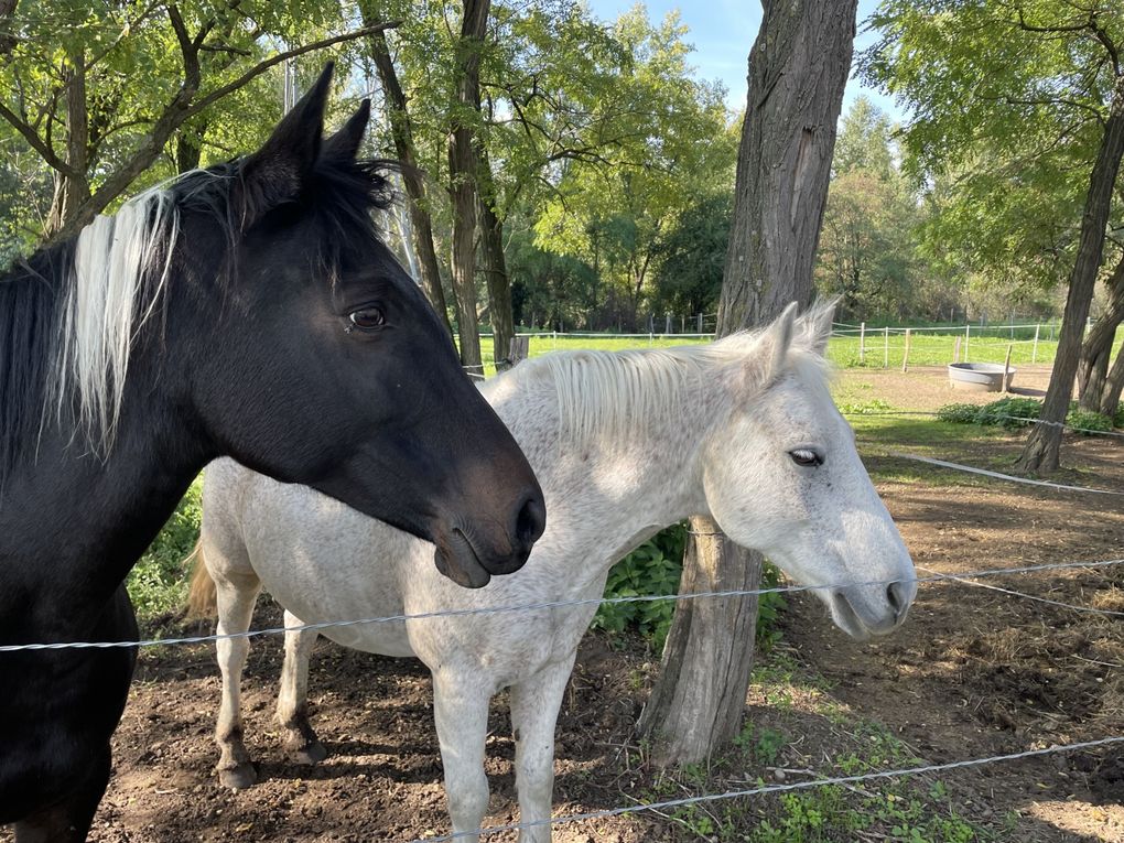 Lundi 06 octobre 2025 ma rando du mercredi 01 oct 2025  : L’“île de Mirefleurs” est une ancienne carrière réaménagée en plan d’eau, proche de la rivière Allier, à Mirefleurs dans le Puy‑de‑Dôme (63 ) Mon diapo au fil de mes pas 
