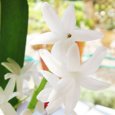 Jacinthes blanches...