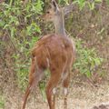 Antilope Guib Harnaché - Afrique de l'Est