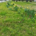 quelques photos de pré-printemps, 1er mars 2020