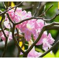 Jardin botanique de Durban