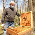 Ruches et abeilles, les voleurs en font leur miel