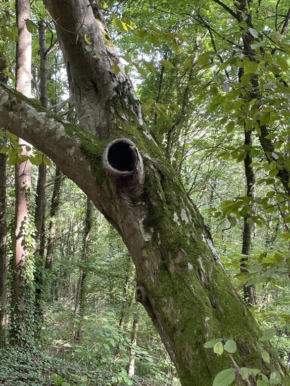 Mercredi 01 octobre 2025 Balade (en date du 27 sept 2025) dans les bois d'Enval jusqu'à la source Marie ,  Initialement exploitée au XIXᵉ siècle pour ses vertus médicinales, La source fut « perdue » vers 1920, puis retrouvée en 1999, Un aménagement (pompe à bras, restauration partielle) a été mis en place après sa redécouverte, le retour harde pour moi mais j'ai poursuivi  au village