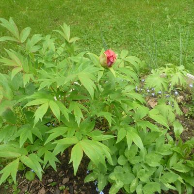 Eclosion d'une pivoine