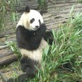 Le panda géant est depuis longtemps un favori du