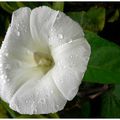 Le liseron des haies , Calystegia sepium