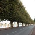 Platanes, quais, démolitions de patrimoine en tout genre, interconnexion LGV-Gien Orléans etc…PARCE QUE GIEN…