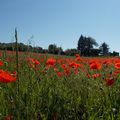 J’irai pisser du glyphosate sur vos tombes 