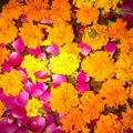 Puja flowers