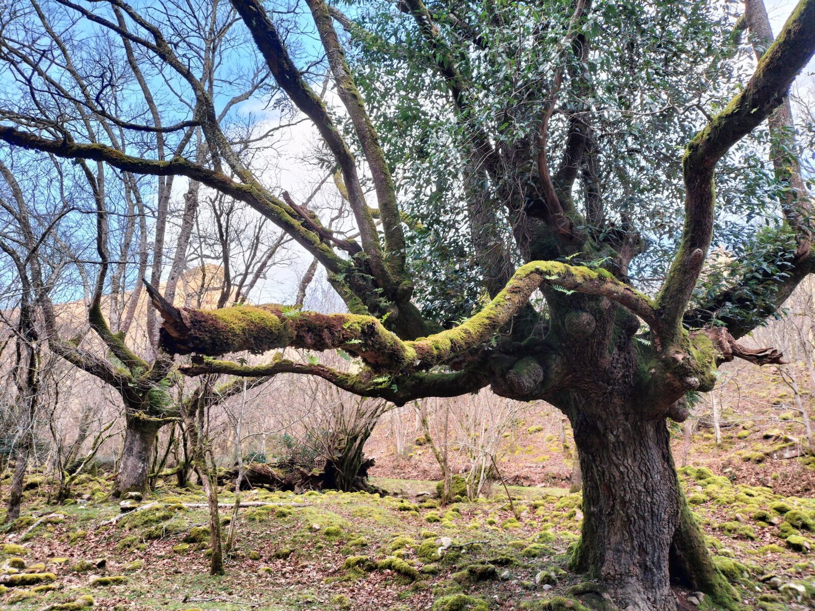 Aritzakun, maison Berekoetxea, arbre....... (Espagne)