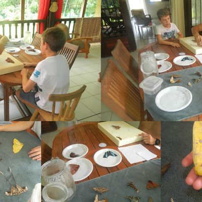 Une passion : l'entomologie !