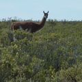 Patagonie - La Peninsule Valdes