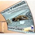 Campagne d'affichage contre le trafic d'animaux