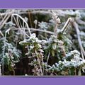 le givre à Châtel-Censoir