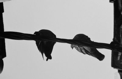 Pigeons on the gate