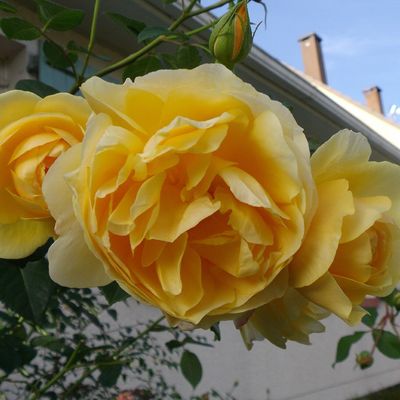 Un petit tour au jardin d'automne.