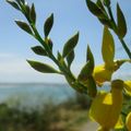Pèlerinage à la Pointe de la Varde à Saint-Malo le 28 mai 2025 (1)
