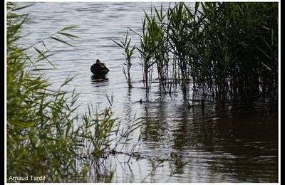 Zoom sur les Réserves Naturelles Régionales du Loc'h, faune et flore du Petit Loc'h