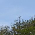 OBSERVATION DU FAUCON PÈLERIN AU BOIS DU PARC, AVEC LE CONSERVATOIRE DES ESPACES NATURELS DE BOURGOGNE