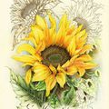 L'été, des tournesols