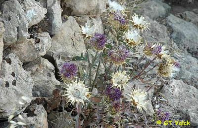 FLEURS DES MONTAGNES