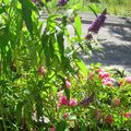 - MON JARDIN - Veigélia et roses pompoms -