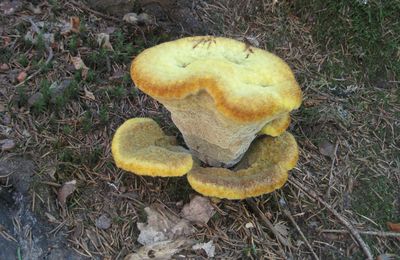 champignon des sous bois 