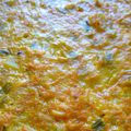 Flan de carottes poireaux sans farine