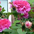 Les Roses de mon jardin.