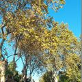 Automne dans l'Hérault