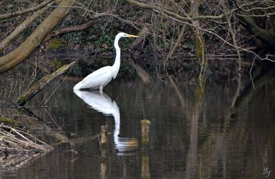 Grande aigrette