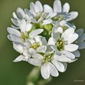 Alysson blanc (Brassicacées)