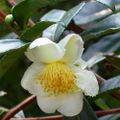 Un Camellia sinensis