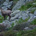 Mue tardive chez les chamois de Belledonne