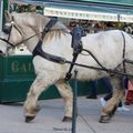 Cheval de trait à Saint-Malo