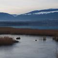 la Grande Cariçaie (sud-ouest du lac de