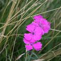 fleur rose sur herbe verte