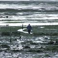 Marée basse à Oléron