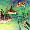 Les canards sauvages. Extraits d'illustration