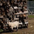 Les échappées belles... dans le Jura et en Suisse