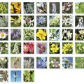 Une rentrée avec les Fleurs de Bach