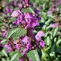 Lamium Maculatum Roseum