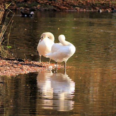 Objectif .... Couleurs automnales ;)