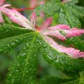 Les plantes du jardin