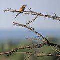 Couleur Camargue (4)